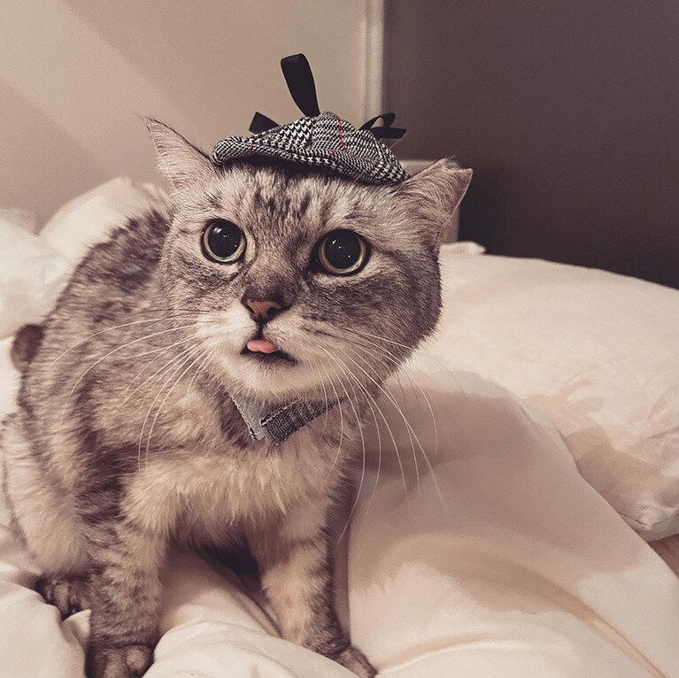 フラン ♀ 7歳。名探偵フラン。