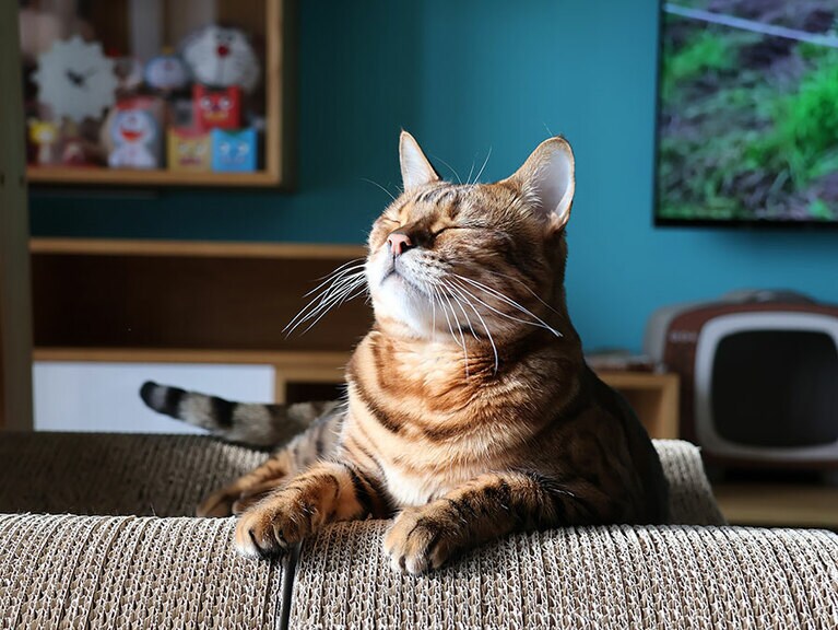 サブロー オス 6歳。ごはんを食べることと眠ることがなによりも好きな子です。気持ちよさそうで幸せな顔が日の光に照らされて、神々しく見えた瞬間を撮影しました（さぶちゃんままさん）。