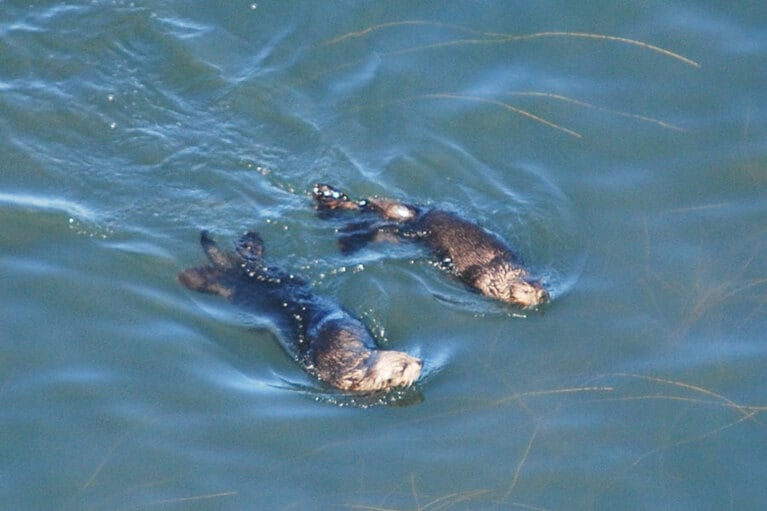 このラッコたちは、「恋する灯台」の下で恋に落ちた？　写真提供：浜中町