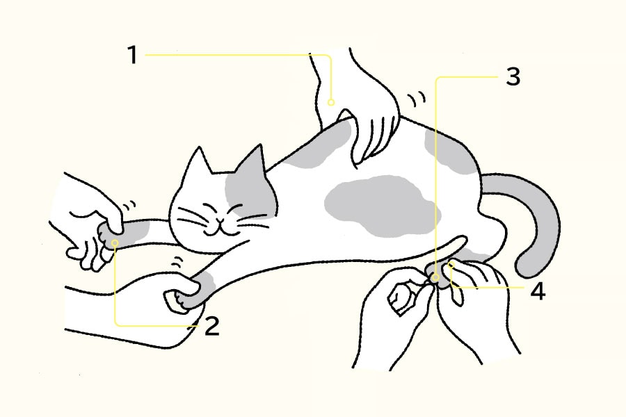 1：背中の皮をつまみあげる 
2：前脚をむぎゅむぎゅ 
3：爪のつけ根をモミモミ 
4：爪の周囲の皮膚にも注意