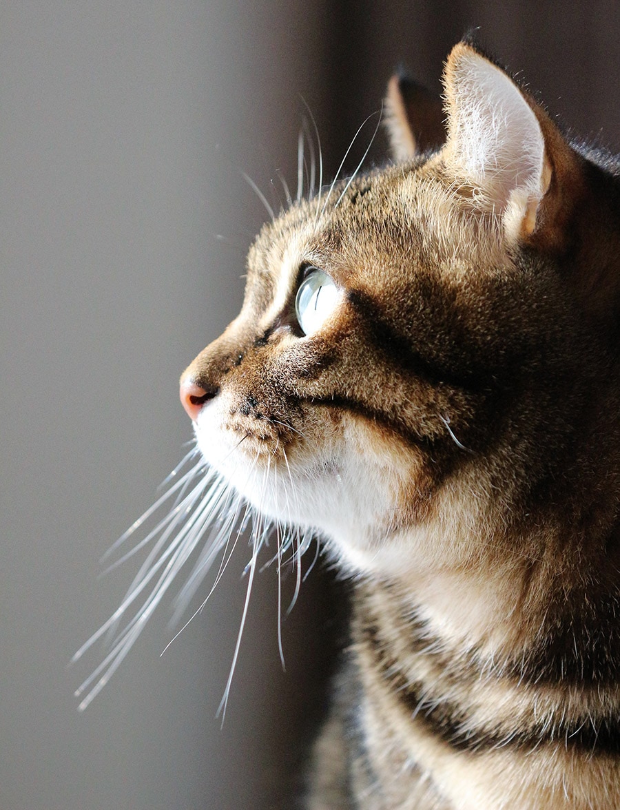 かわいいニャン】グランプリ 「おすまし猫ジェニック」部門 | CREA編集