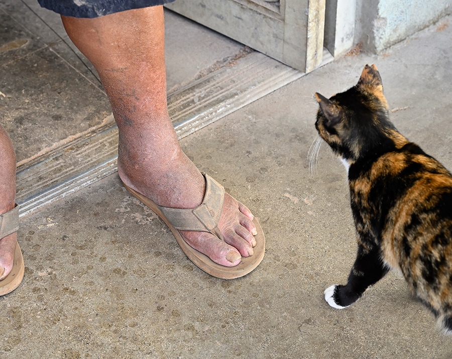 飼い猫とはクールな関係らしい。