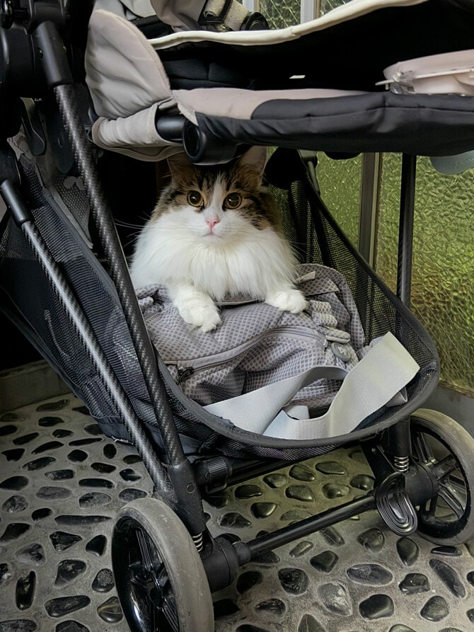 思わず二度見！ 狭い場所を愛し、フィットしすぎた猫たちが《スッポリ