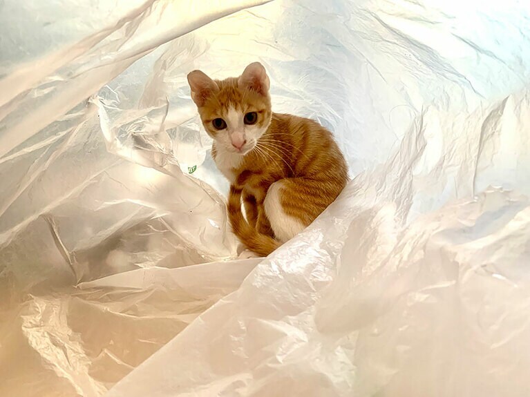 ココ ♂ 4カ月。写真はビニール袋が大好きで、大きな袋のゴミ袋にテンションマックスで飛び込み、遊んでいた所です（むむさん）
