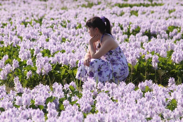 【埼玉県】道の駅 童謡のふる里おおとねのホテイアオイ。