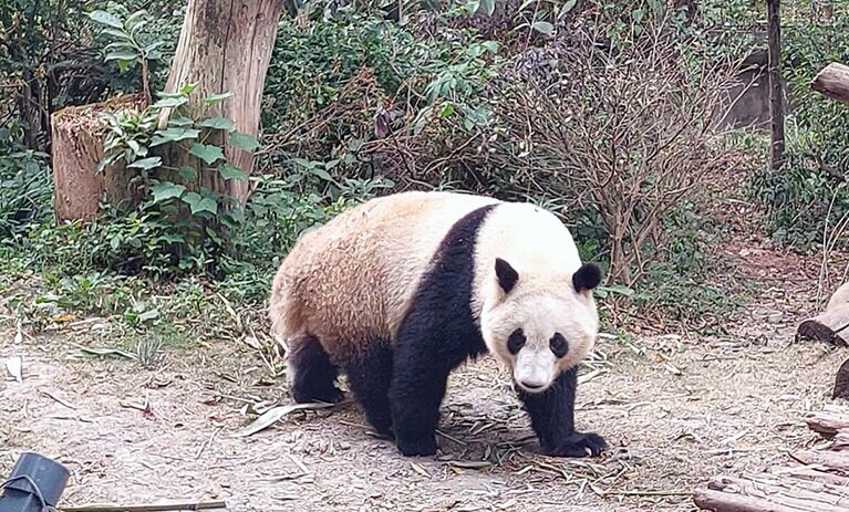 観覧者の前を歩く和葉。