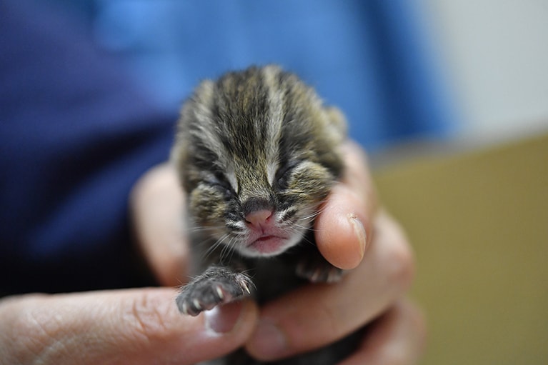 なんという小ささ！　でも、ヤマネコらしいワイルド可愛さ。提供：よこはま動物園ズーラシア