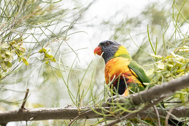 美しいインコも。