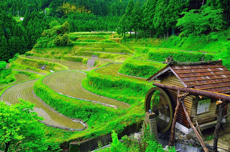 樫原の棚田。