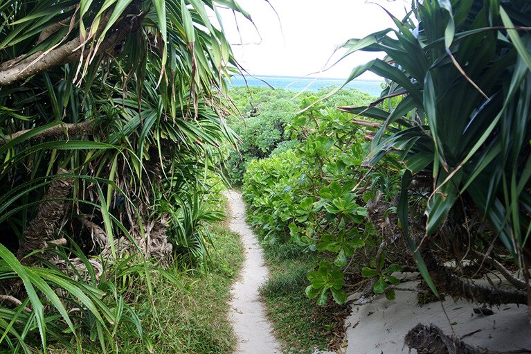 アダンに囲まれた細い道を行くと、フナクスビーチが。