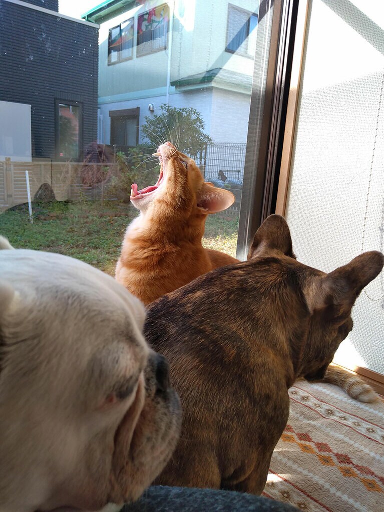 車寅次郎 ♂ 2歳。悪霊吐き出しそう……。