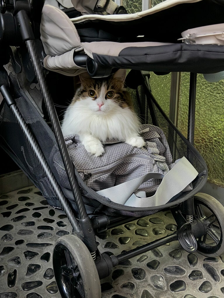 スッポリ部門5位：おこげ ♀ 2歳。