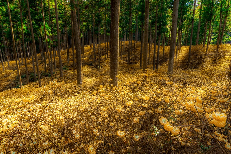 【三重県】ミツマタ群生地。