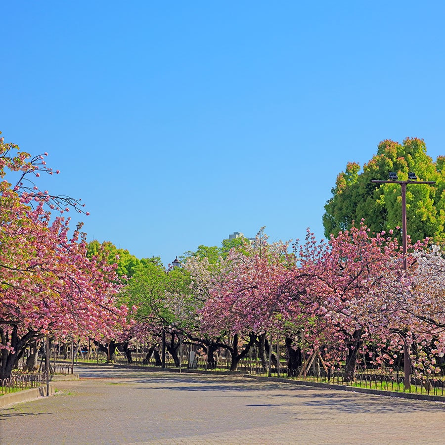 造幣局 桜の通り抜け。写真：a.p.renderer/イメージマート
