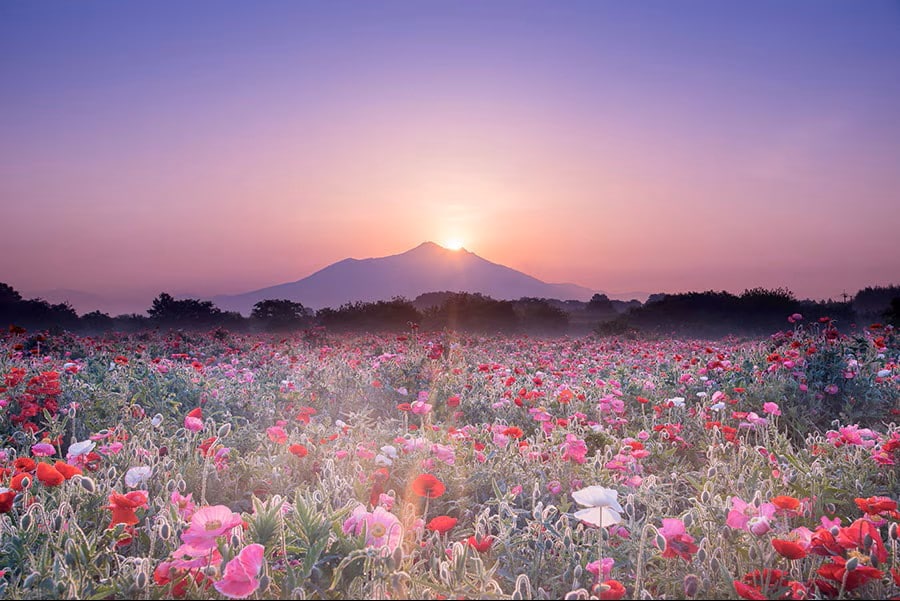 色とりどりの花畑で春を楽しもう！