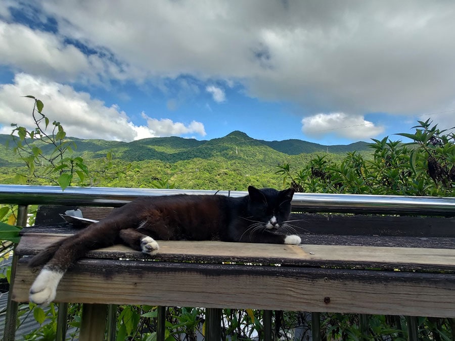 標高が少し高いので、美しい山並みを背景にした猫ショットを撮影できます。