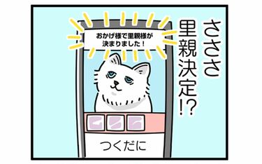 すごく可愛いし、飼いたいけど...」 保護猫の譲渡会で 20代イラストレーターが感じたこと | 写真 | 7枚目