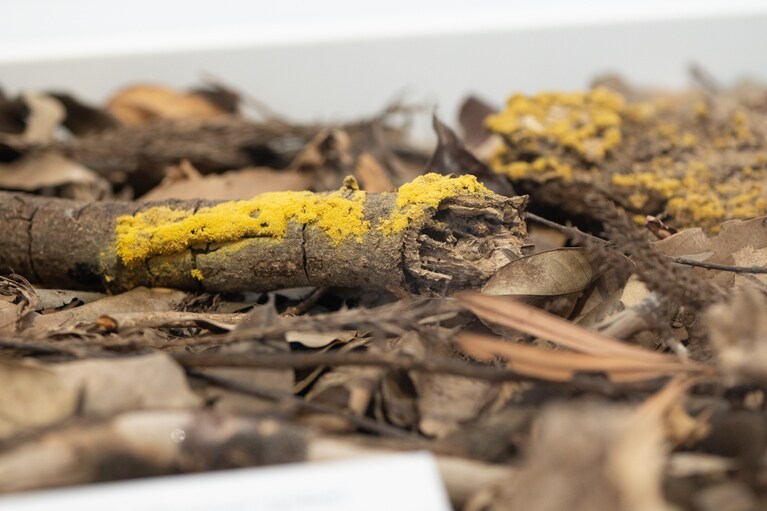 熊楠が見ていた景色を想像する