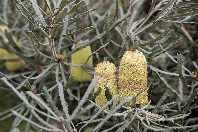 キングスパーク。