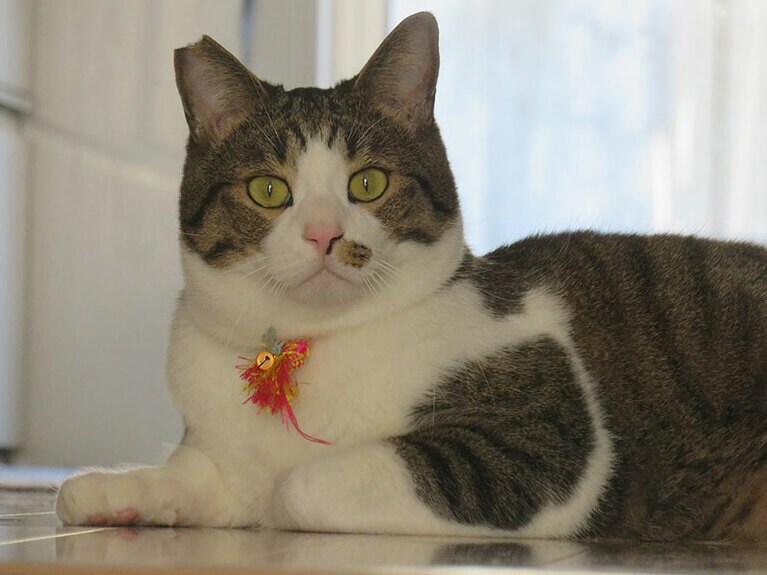 ボス ♂ 2歳。眼光鋭い表情ですが、若々しさと凛々しさが一番よく撮れた一枚です。保護猫を迎えるにあたって、大きな子を探して出会ったボスくん。6キロの体格と美形でひとめ惚れでした。