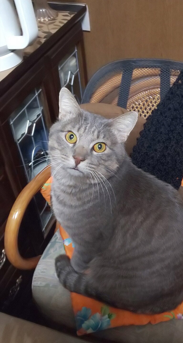 じゅえる ♂ 5歳。お気に入りの椅子に座ってご満悦の様子でしたのでスマホを向けたらカメラ目線の良い写真が撮れました(´▽｀)