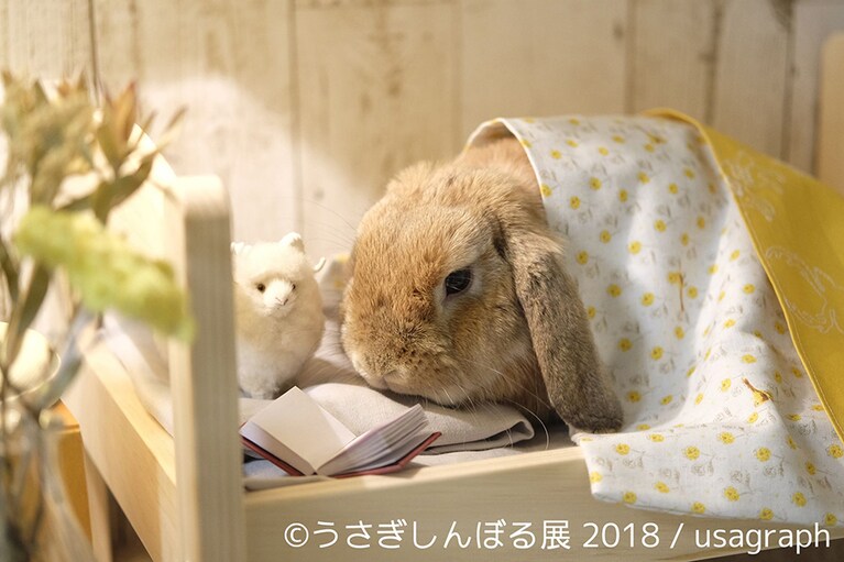 展示作品数は250点以上。「うさぎ界の神」として崇められるモキュ様(＠moqsama)他、SNSで不動の人気を誇るメンバーも出展。毎会期人気の限定公式図録も、3周年にちなんで333冊限定のスペシャル版が登場する。