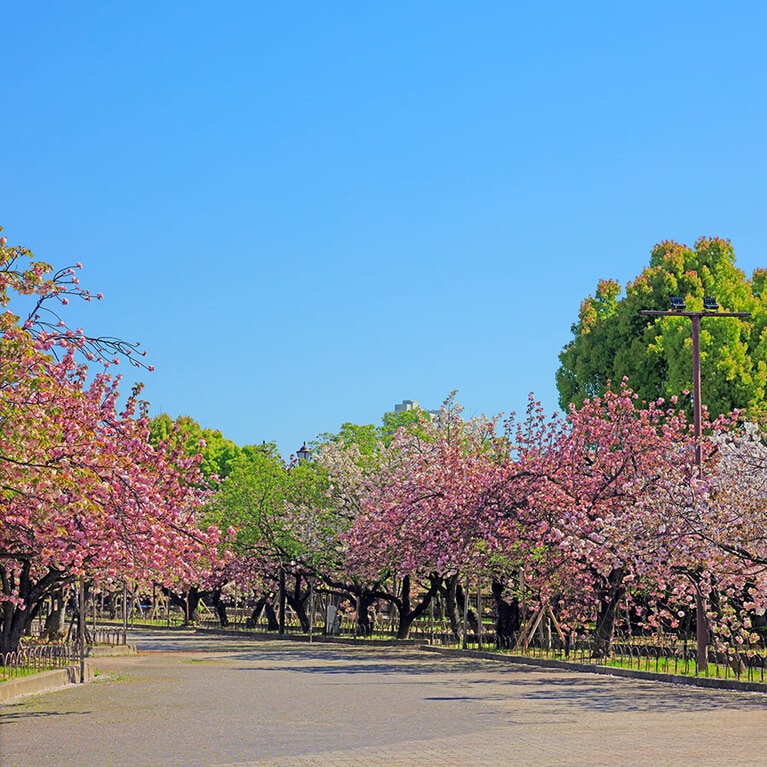 【大阪府】造幣局 桜の通り抜け。写真：a.p.renderer/イメージマート