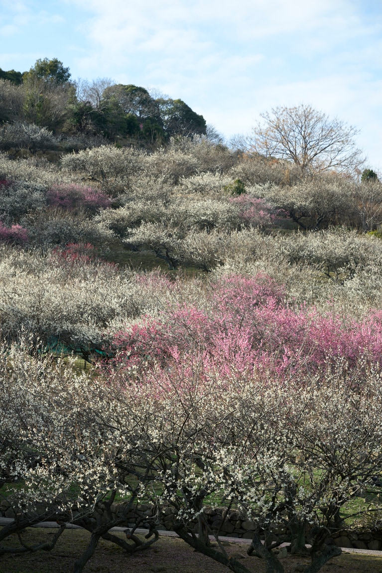 《早春の絶景散歩》紅白の梅の先には瀬戸内海、園内には古墳も！西日本随一の梅の名所「綾部山梅林」へ【兵庫県】