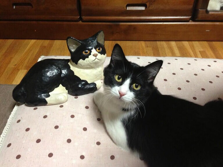 【グランプリNo.2】モコ ♀ 6歳。昔からあった猫の置物が飼い猫に似過ぎていたので思わずパシャリ。