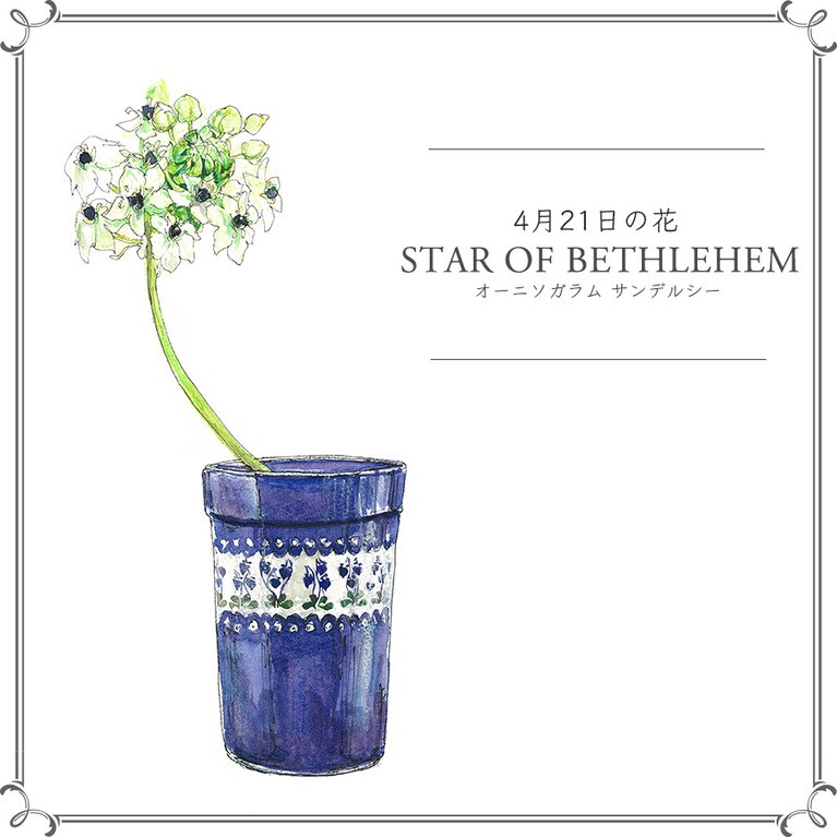 4月21日の花「オーニソガラム サンデルシー」