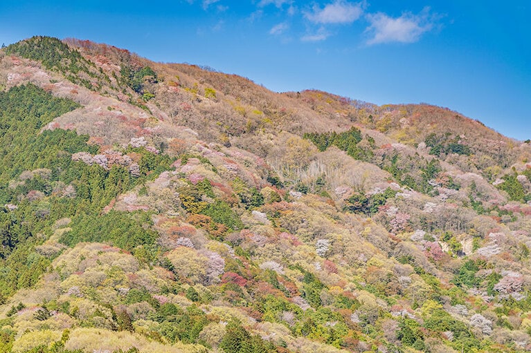 【茨城県】桜川のヤマザクラ。