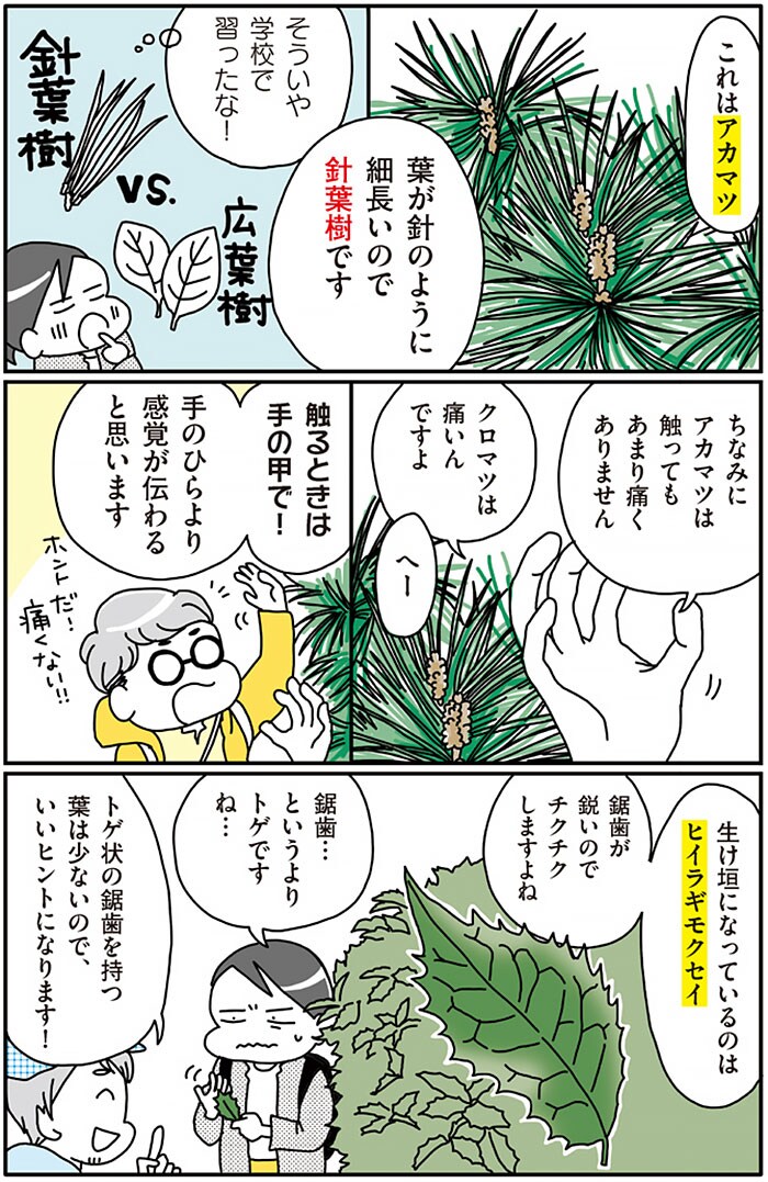 『まちなか植物観察のススメ』より。