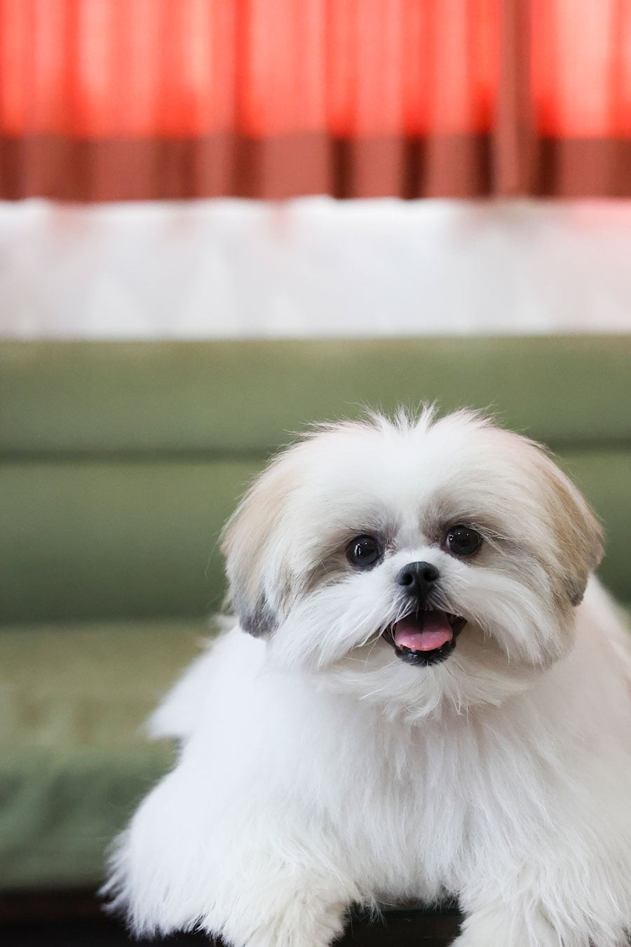 Instagramで大人気 関 由香 おもしろ犬モコゾウの写真展開催 写真 3枚目