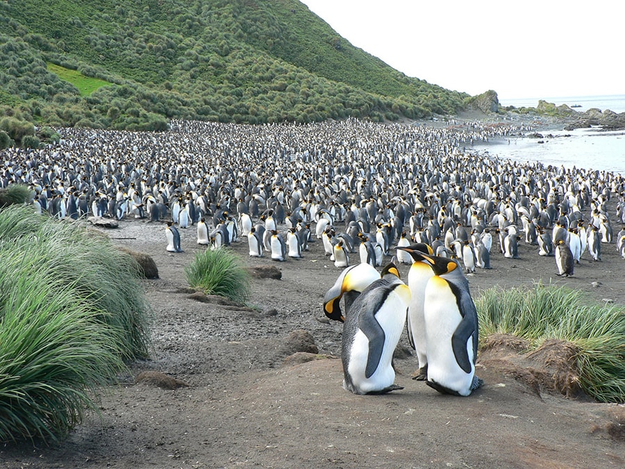 マッコーリー島のペンギン・コロニー。島内には約300～400万羽が生息しているそう。photo:ballargan／123RF