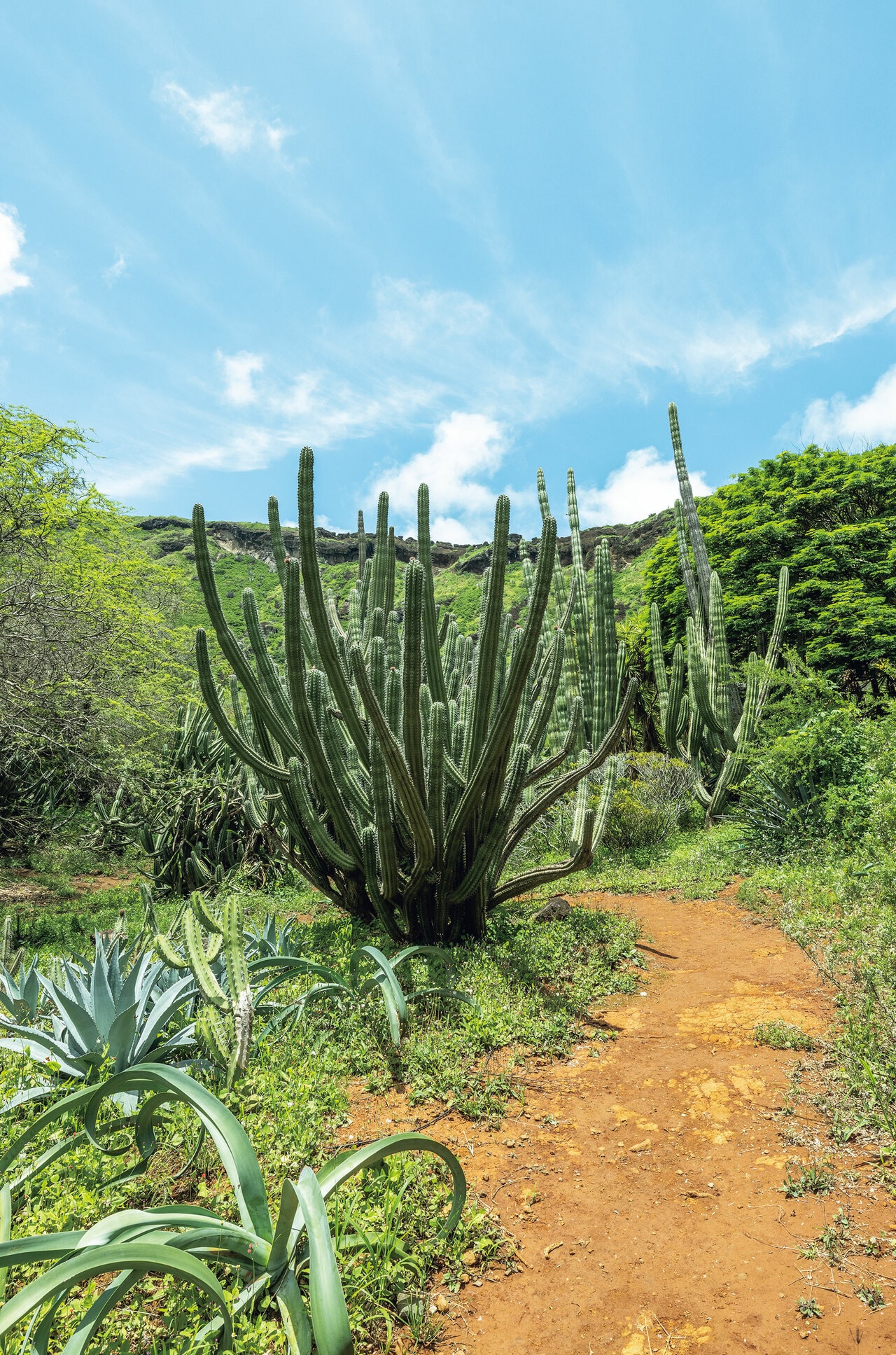 Koko Crater Botanical Garden（ココ クレーター ボタニカル ガーデン）。