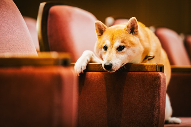 主人公・相楽の愛犬・福助を演じた「のこ」。