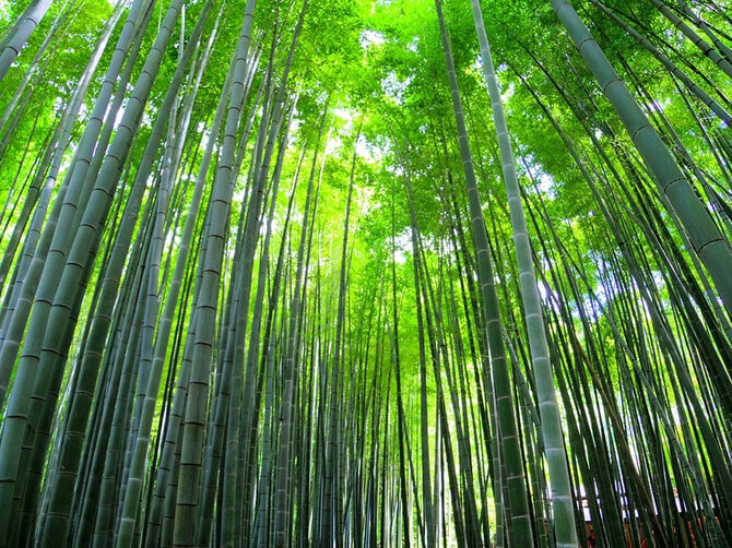 神奈川県 2021年版】 夏の絶景・風物詩5選 神秘的な光景が広がる寺院の 
