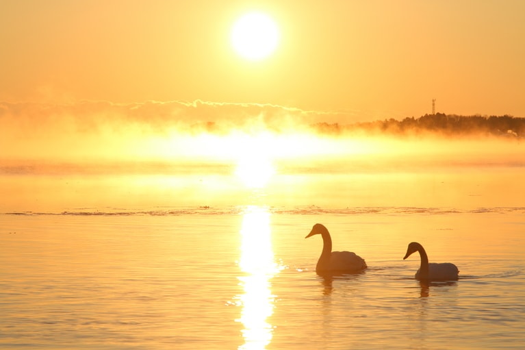 小湊のハクチョウ。