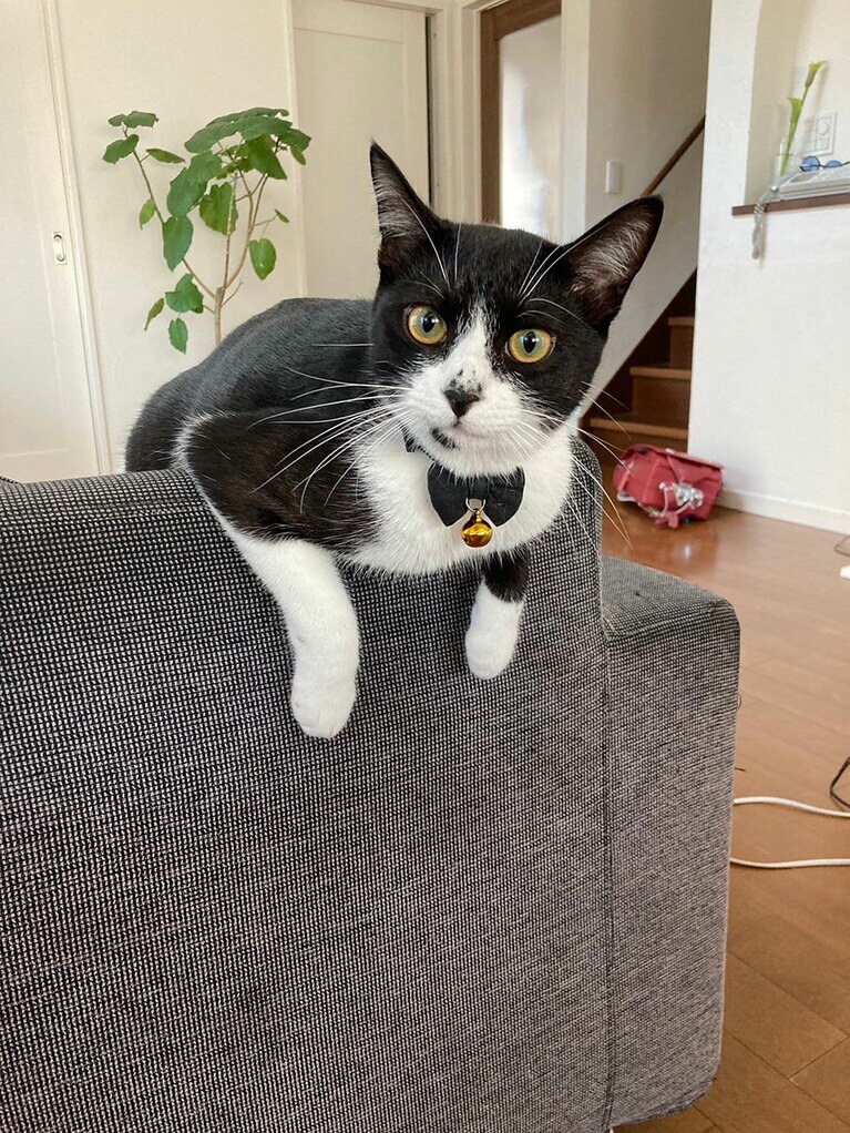 夕紅（ゆく） オス 3歳。小2のしもべが帰ってきてきたから、遊んであげたい（ひよりさん）。