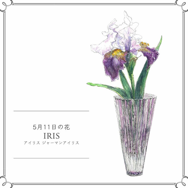 5月11日の花「アイリス ジャーマンアイリス」