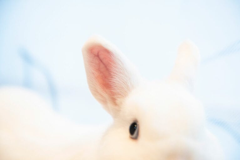 耳にはたくさんの血管がある。脈を計ることもできる。