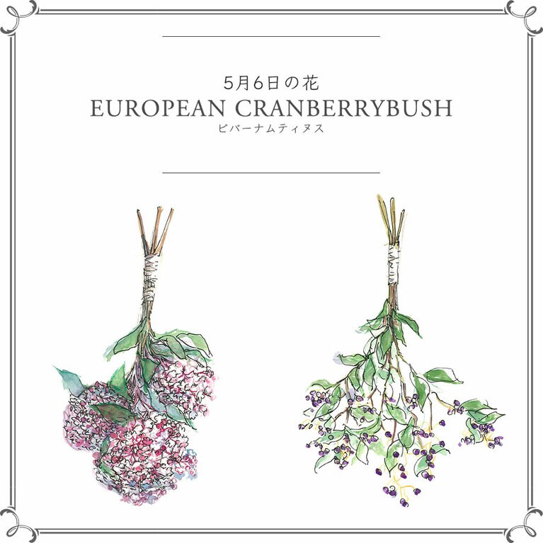 5月6日の花「ビバーナムティヌス」