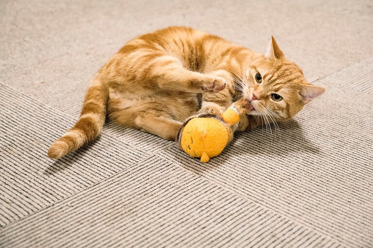 最近はあまり遊ばなくなったというおもちゃで遊ぶ姿も見せてくれました。