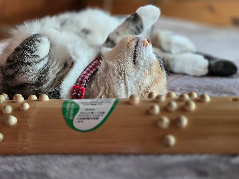 ノア ♀ 1歳。ホットカーペットの魅力にすっかりハマってしまったようです（はなさん）