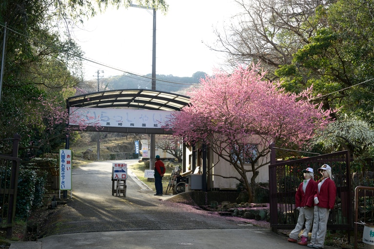 《早春の絶景散歩》紅白の梅の先には瀬戸内海、園内には古墳も！西日本随一の梅の名所「綾部山梅林」へ【兵庫県】