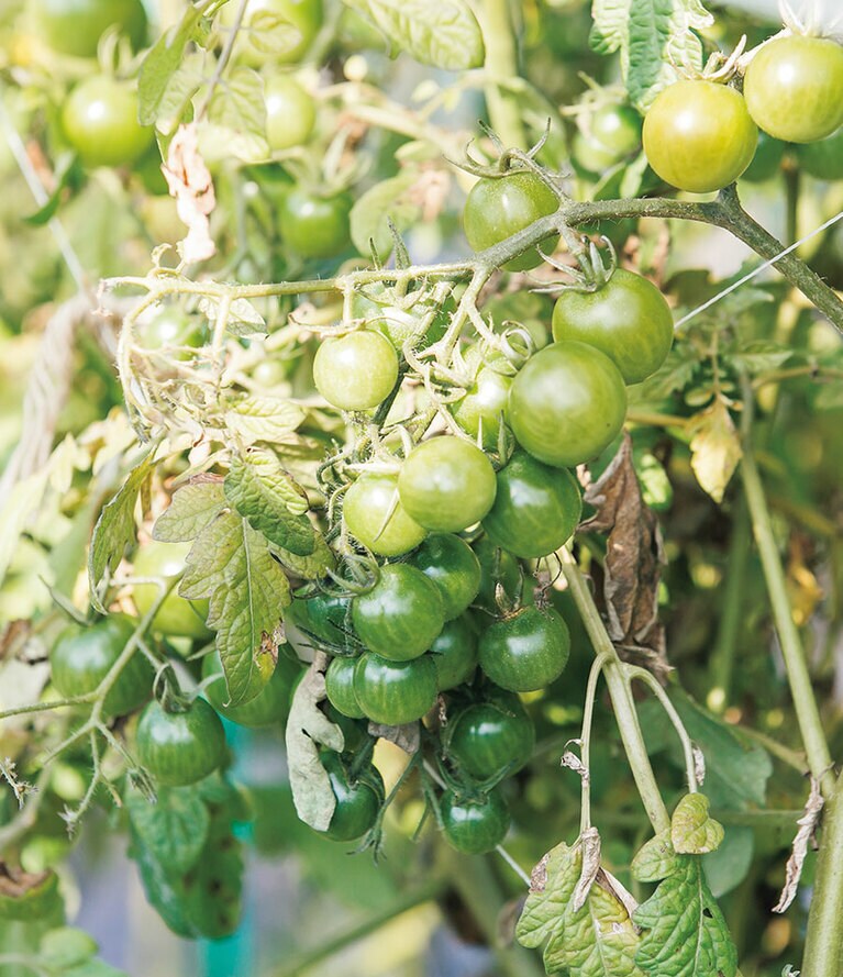 通常では市場に出せず廃棄されてしまう野菜も活用できるのがファームを持つ醍醐味。（大分　ENOWA YUFUIN）