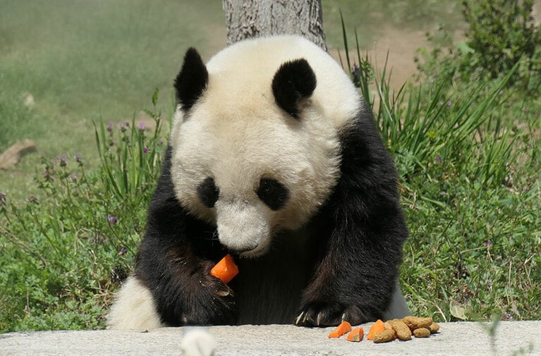 固形物を食べていた頃のタンタン。