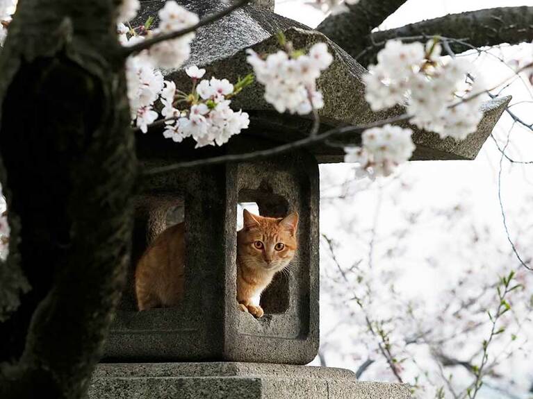 「ここからだと桜がよく見えるのニャ♪」