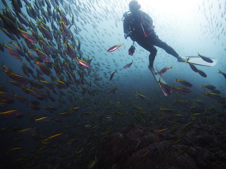 魚影も濃厚。伊豆のポテンシャルの高さを感じます。©海遊社