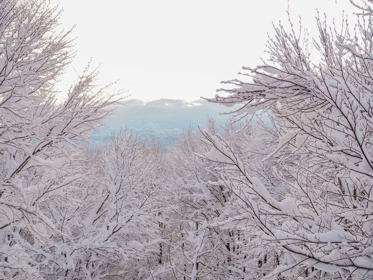「 研ぎ澄ます、雪の妻有」 ⼭本 茜  「信濃川を想う」 雪をかぶった木々の先にあるはずの、信濃川を想う。